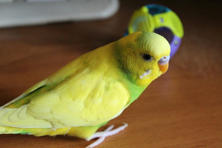 Parrot<3