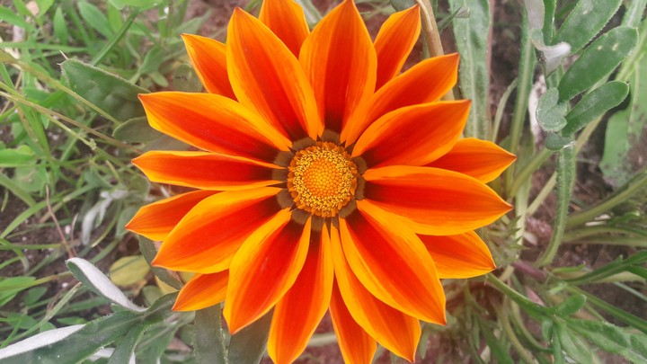 orange flower