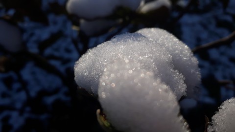 обои plant, ice