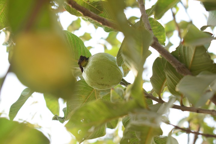 Food on trees