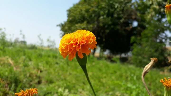 zhandu