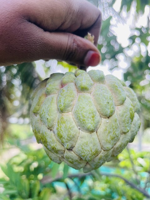 wallpaper sugarapple, custard-apple