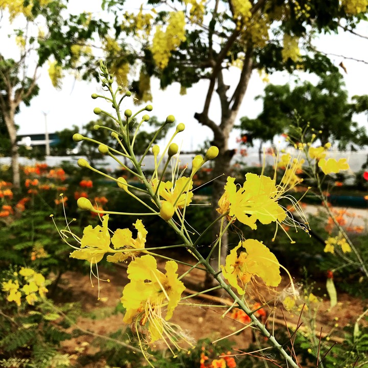Yellowish