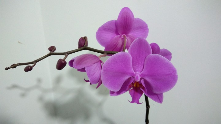 violet