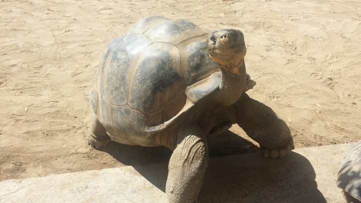 Big Turtle