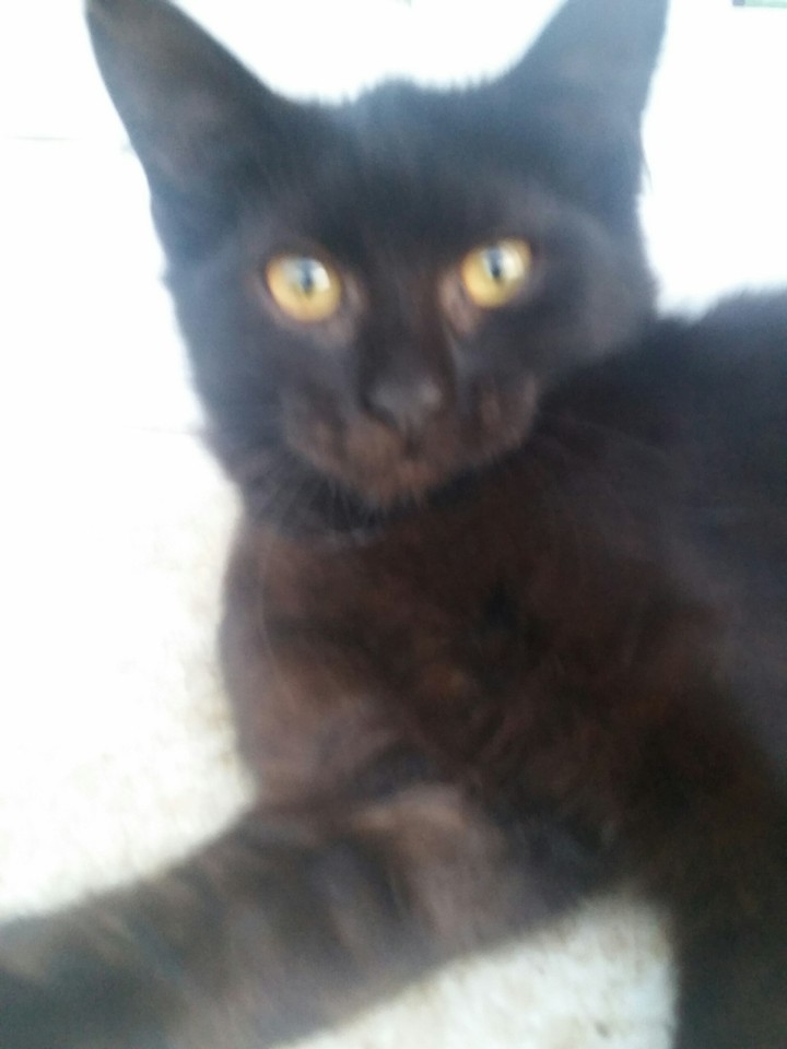 my cat