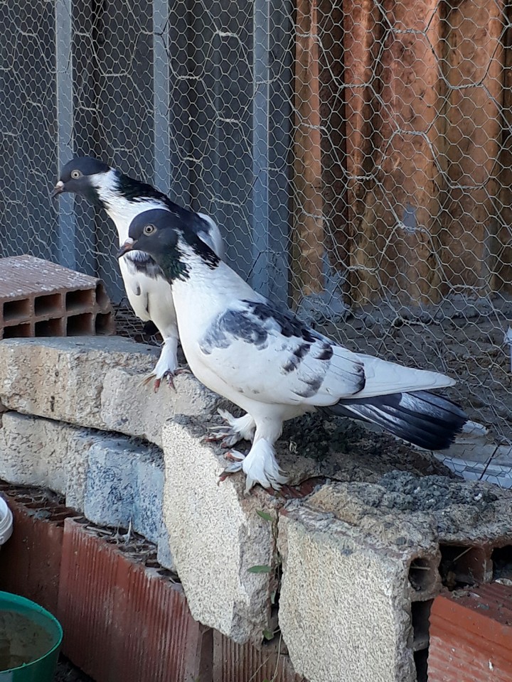 pigeon