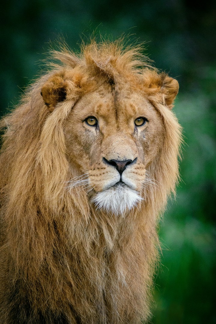 King Lion