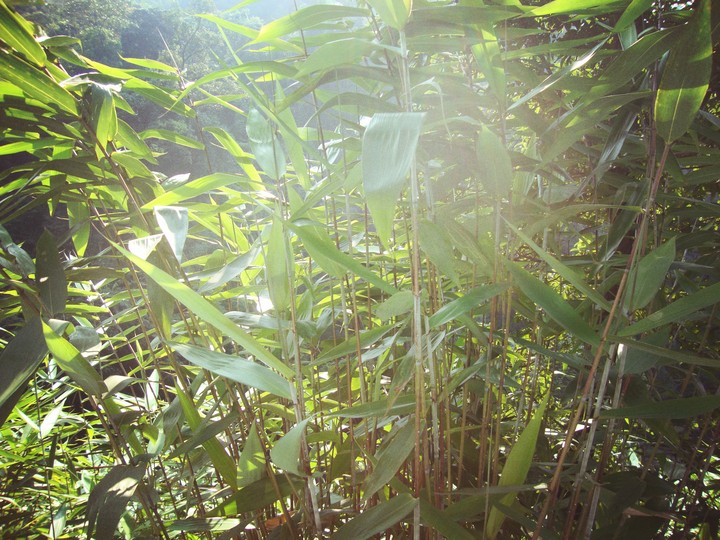 Bamboo