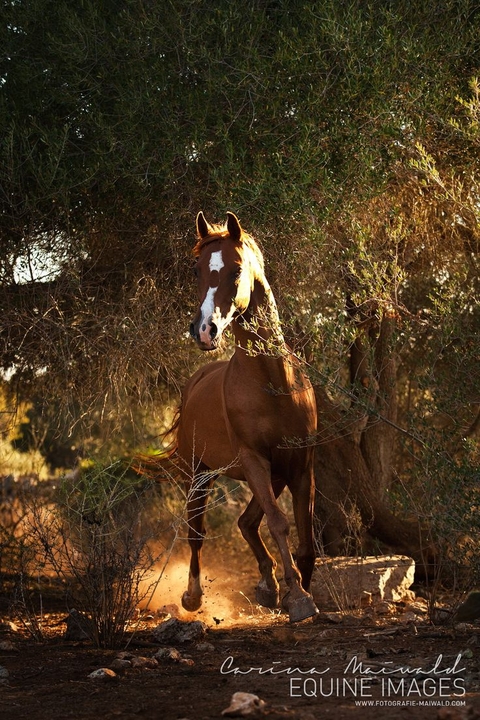 Horses
