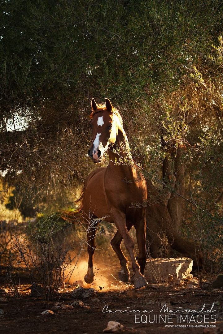 Horses