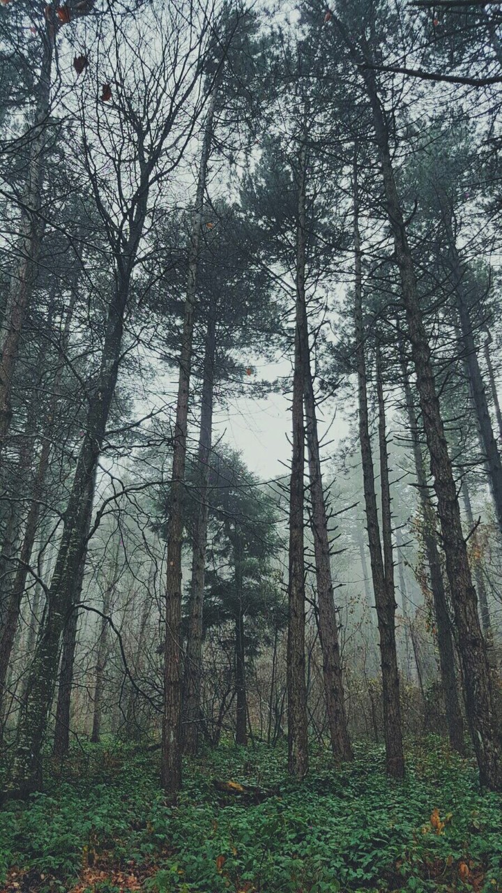 bosco