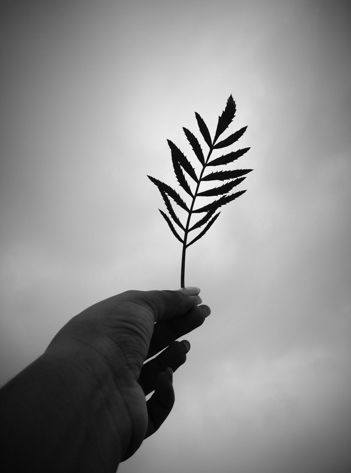 plant