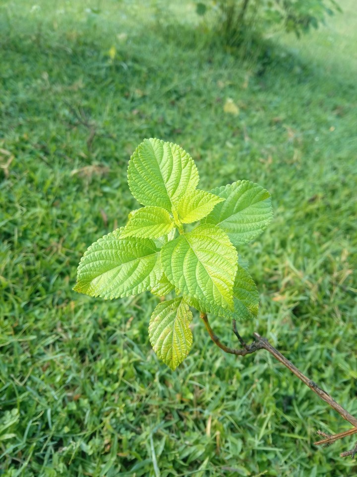 leaf