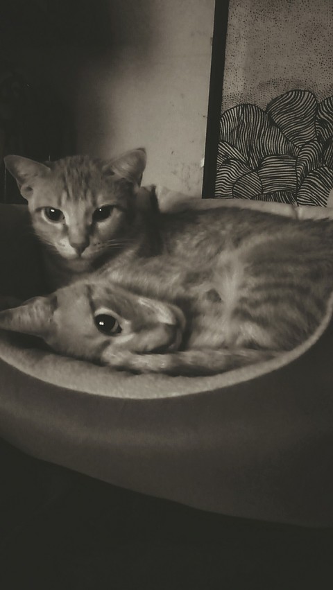 twin cats