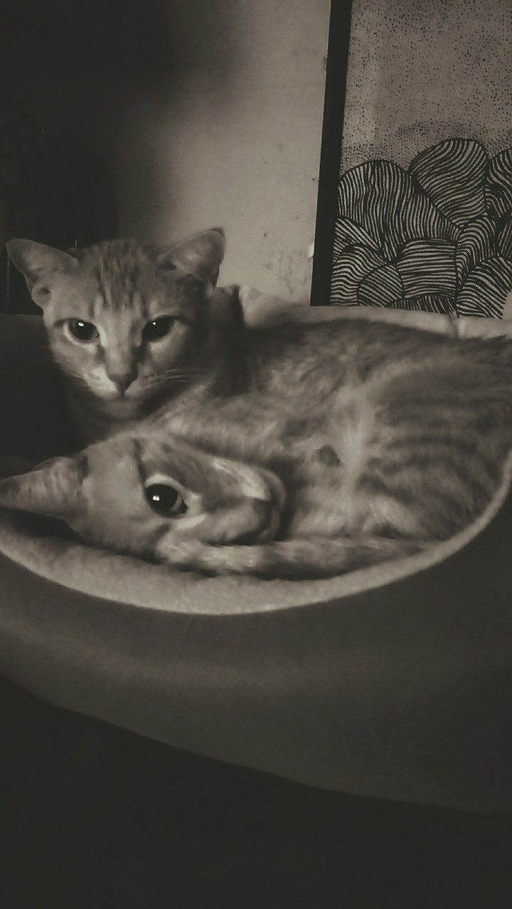 twin cats