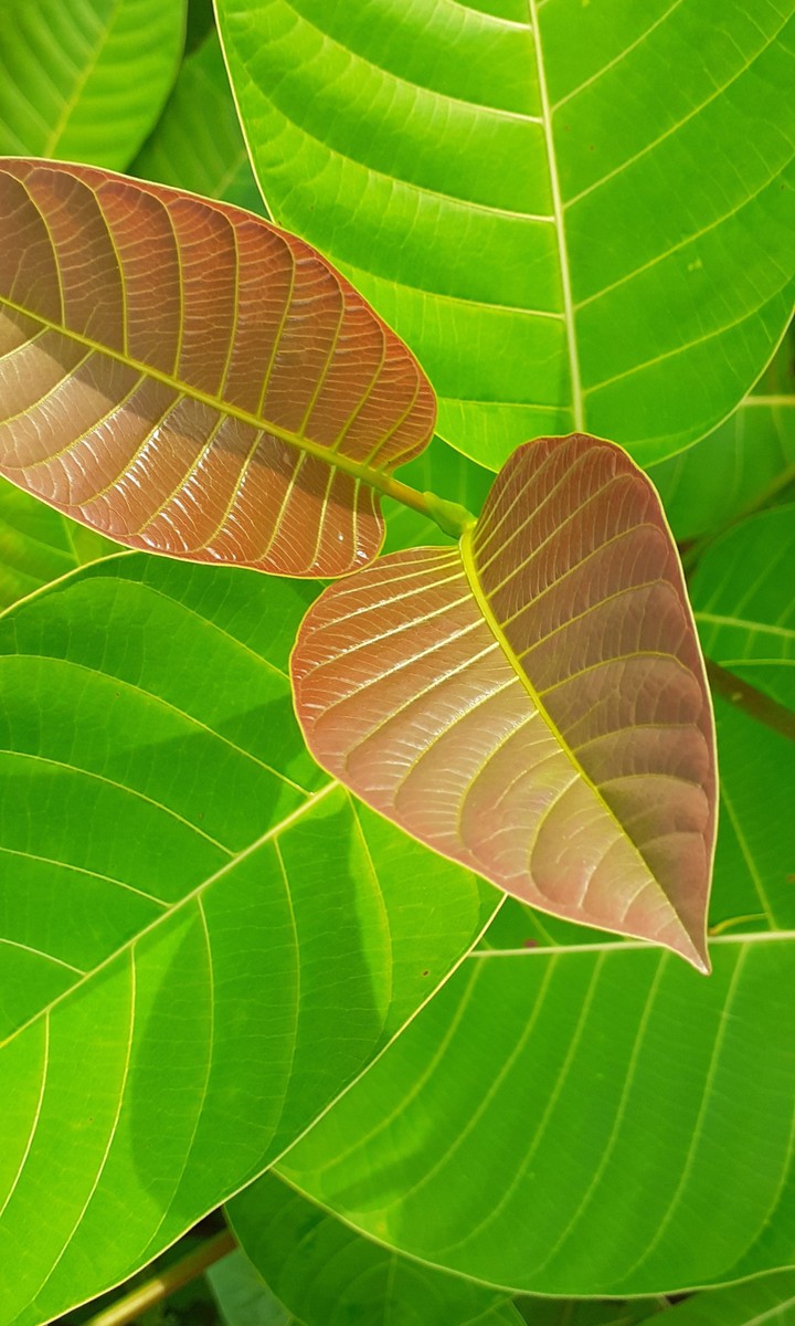 leaf
