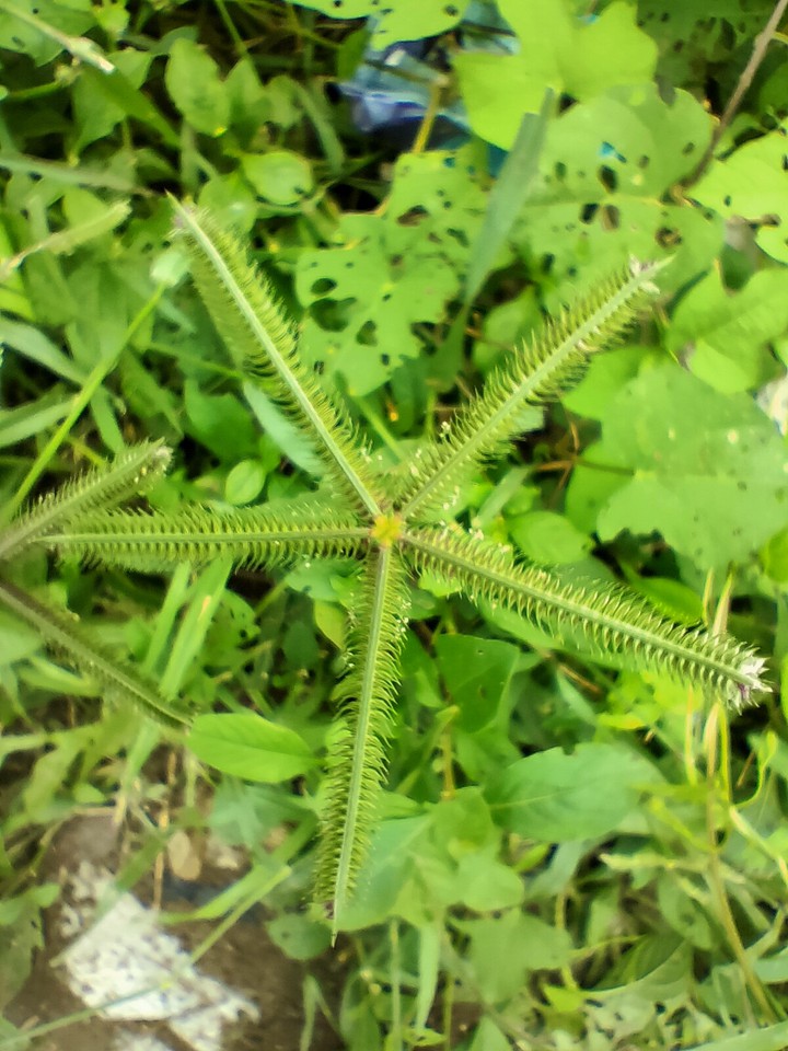 wild plant