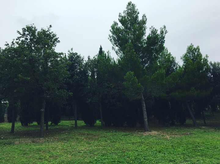 tree