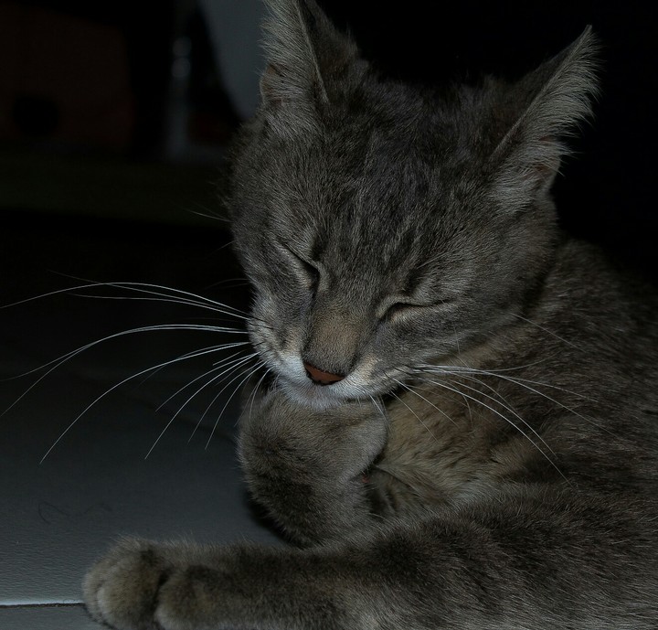 cat