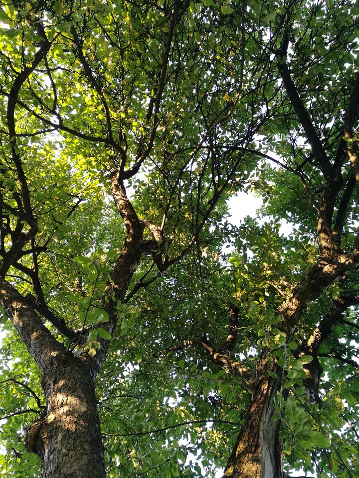 tree