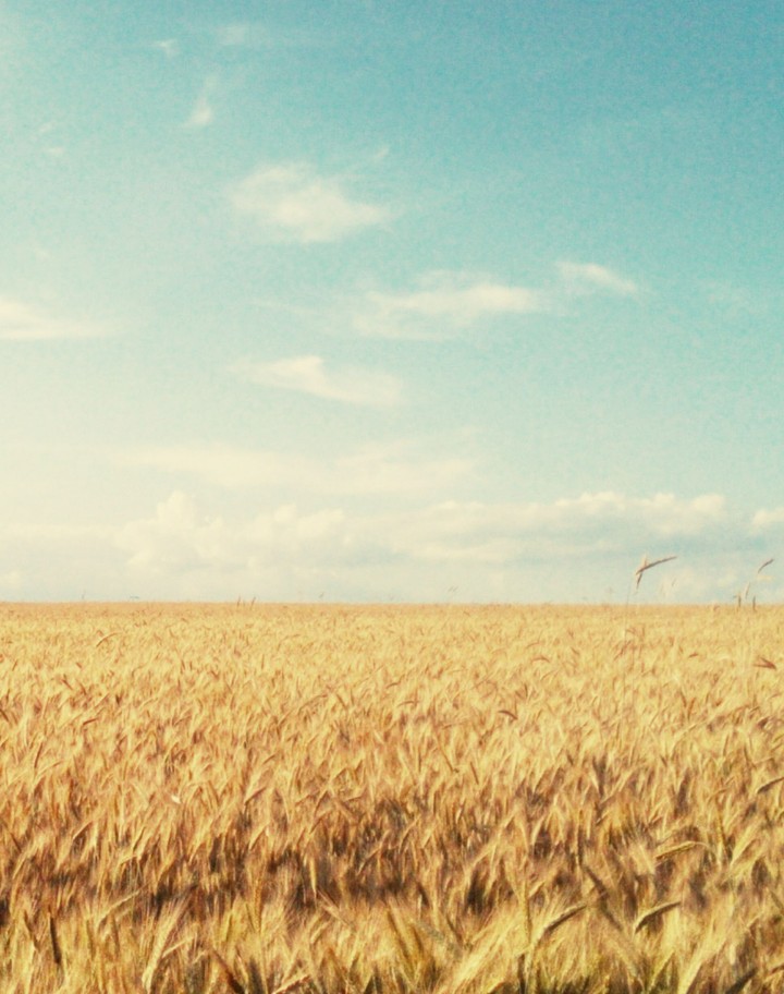 Rye