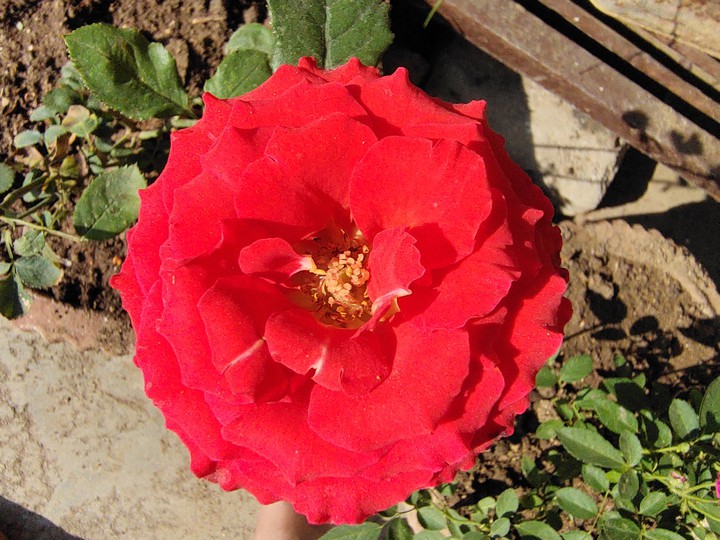 RED ROSE
