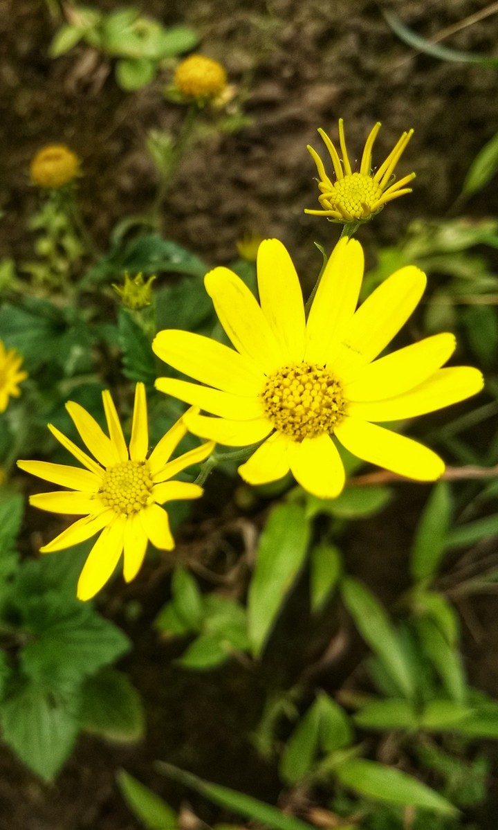 Flowers