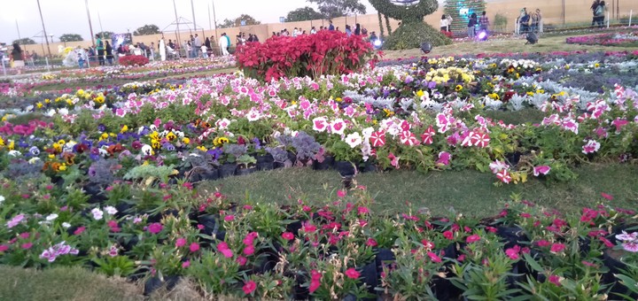 all flowers