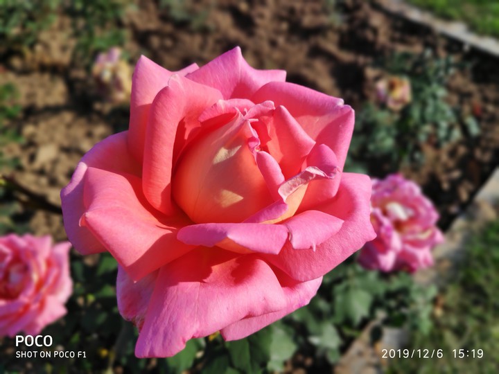 beautiful rose
