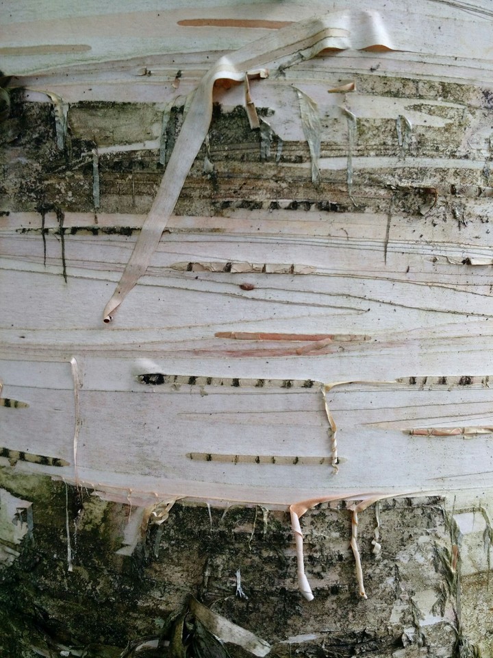 birch by day