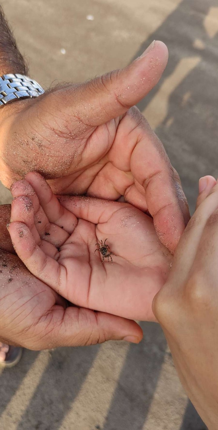 Smol crab
