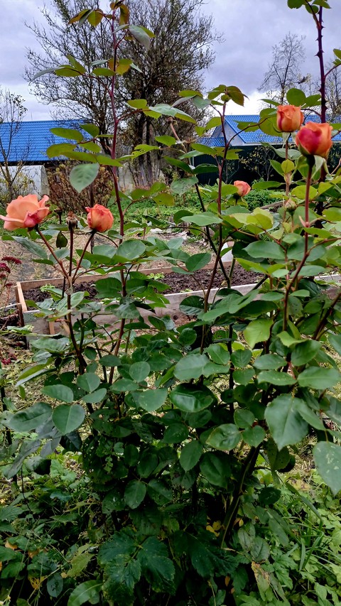 Flower, Green, Petal