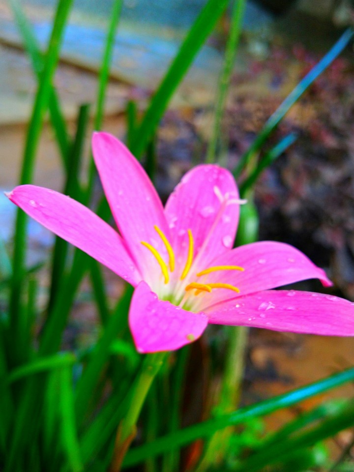 pink flower