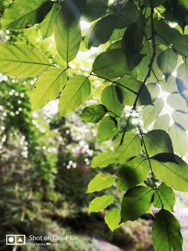 forest