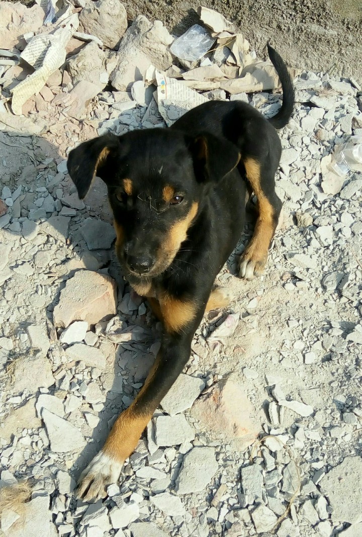 Animal