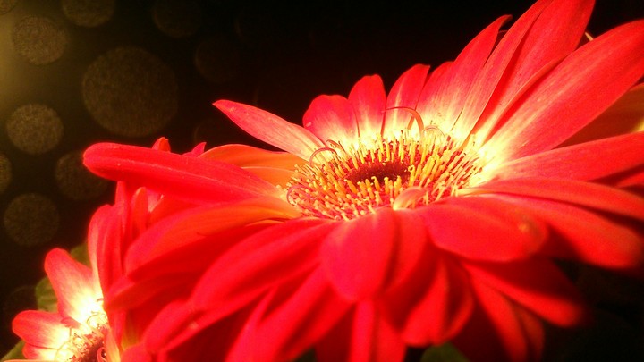gerbera