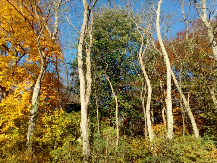 nature
