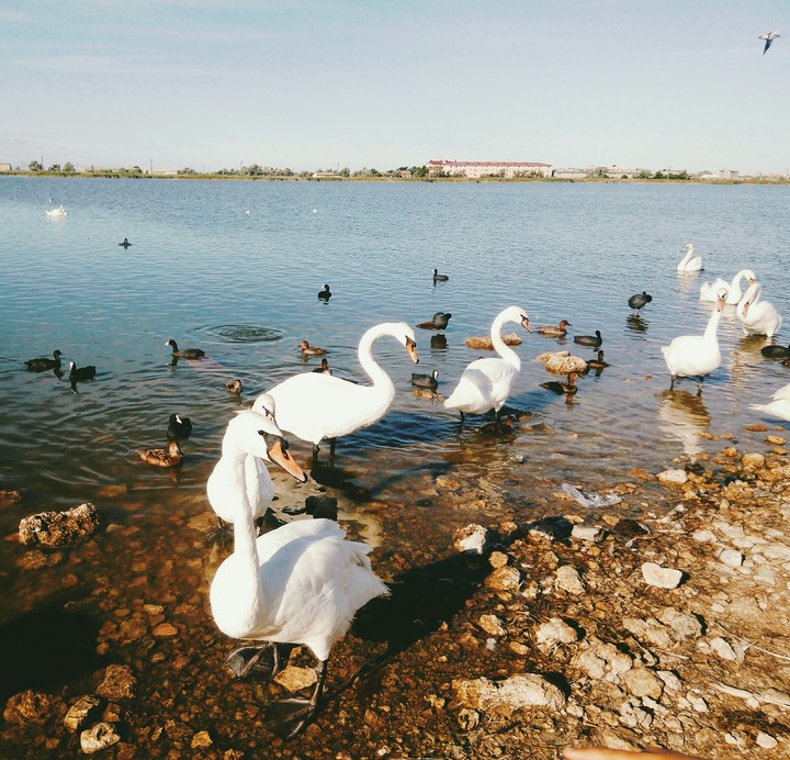 Лебедь - прекрасная, благородная птица.