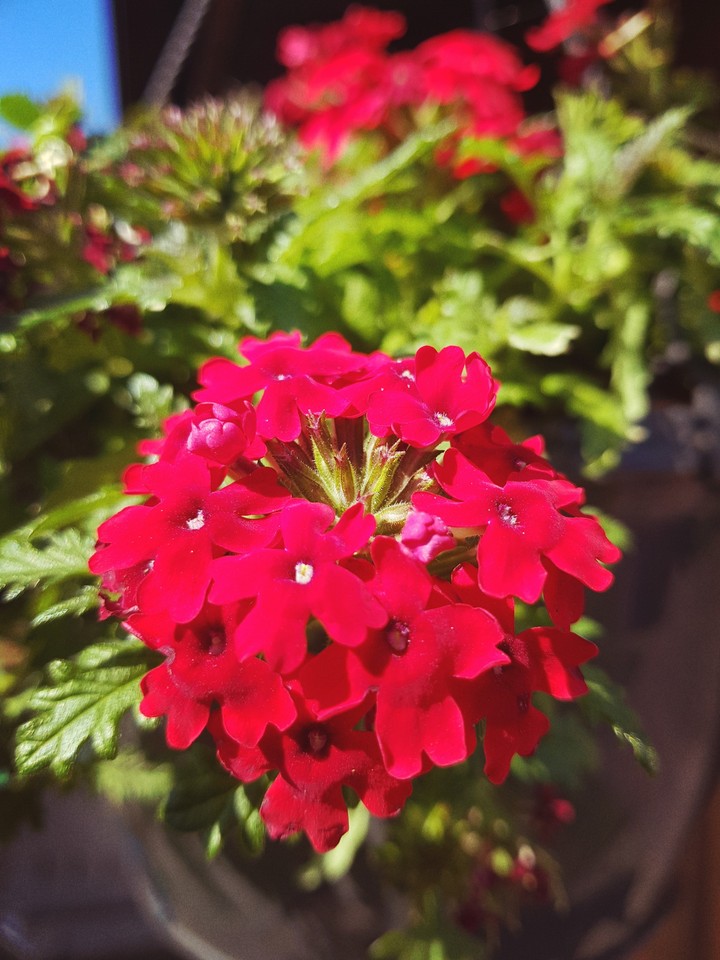Flowers❤