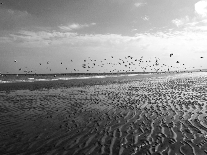 birds 2