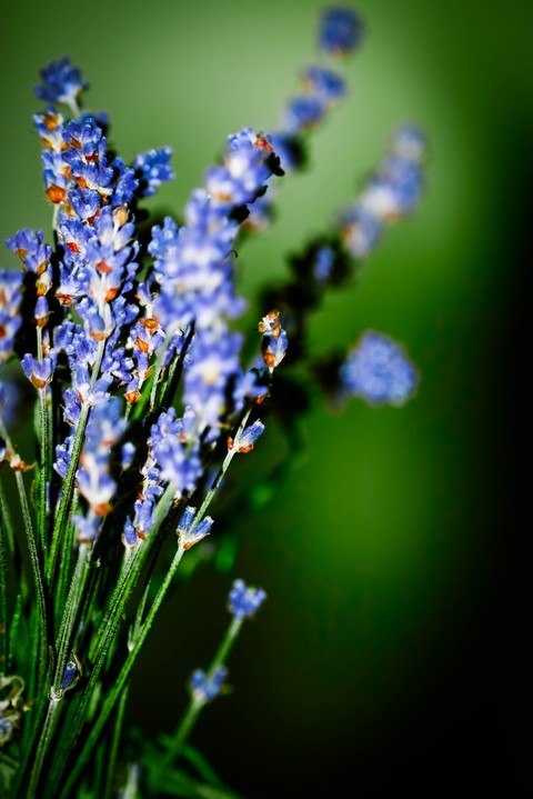 Silence - You're my Lavender