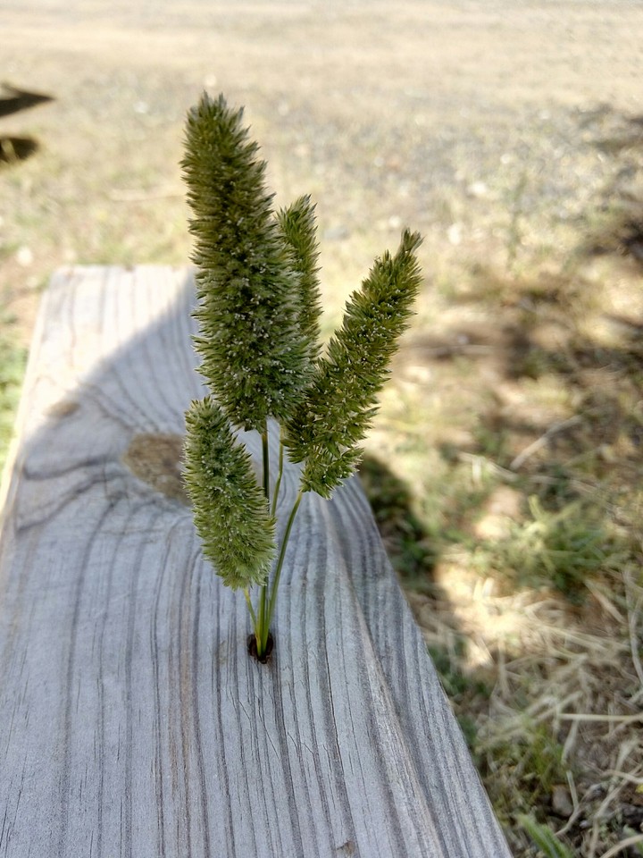 doğa