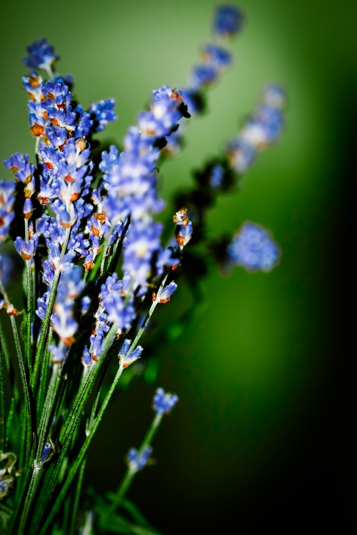 Silence - You're my Lavender
