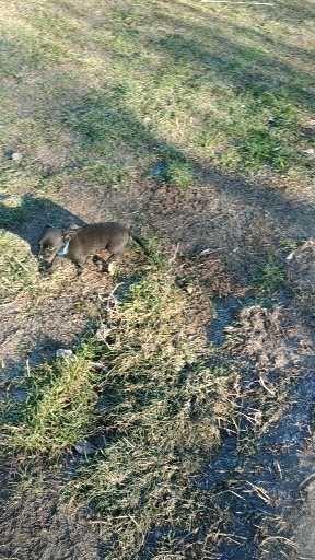 Small "angry" puppy