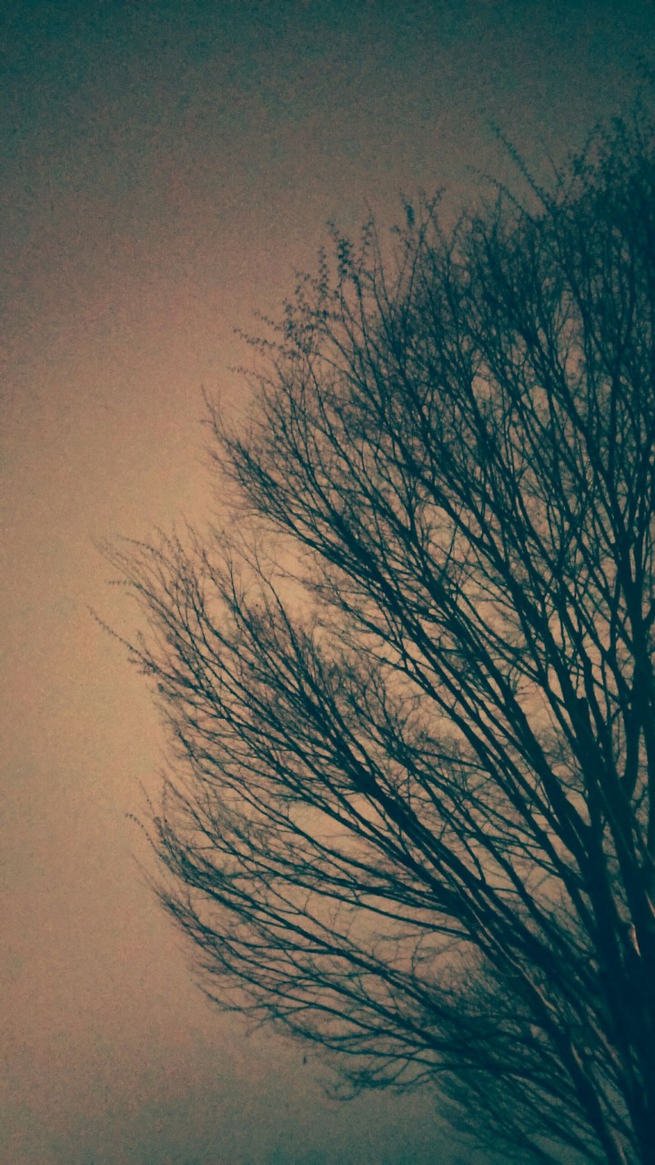 branches