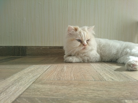 cat