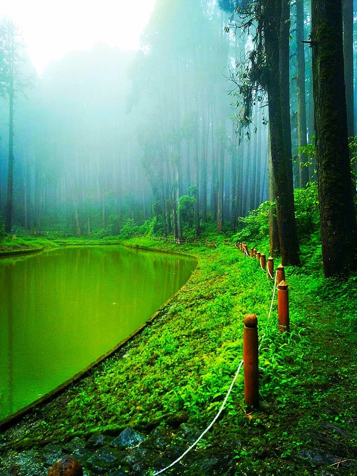 Lake # Darjeeling # green # forest # fog # mist