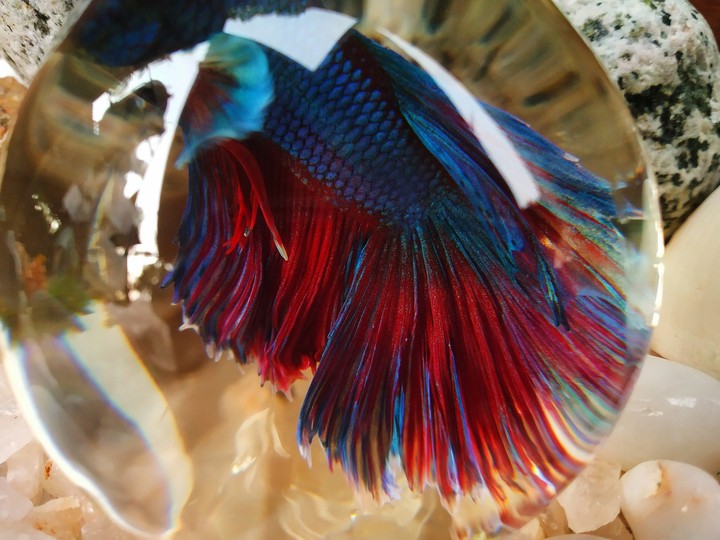 betta fish