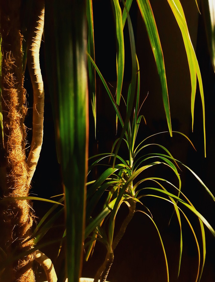 plant